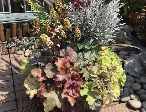  家里■2种“观叶植物”，比绿萝、吊兰都美，往家里放2盆，能观赏！