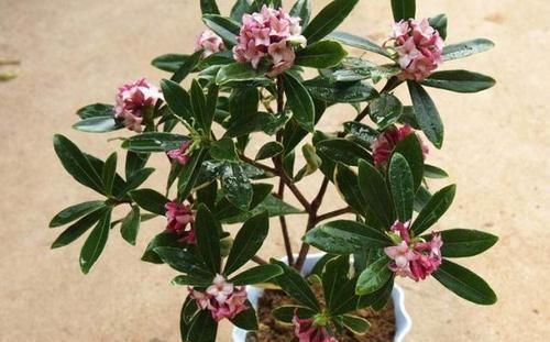  「家里」这“3种”植物，花香四溢，抑制异味，家里养1盆，空气更清新！