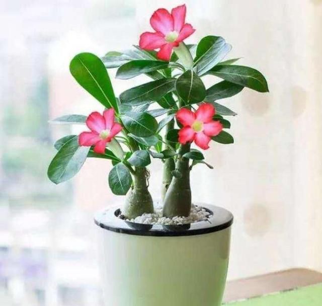 植物@家里养这些花的，最好别对它们“献殷勤”，这样才能养好花