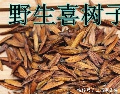  #列为#喜树被列为第一批国家重点保护野生植物，头状花序近球形