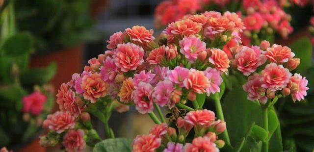  花园■种上这3种花，阳台美的像“花园”，轻松爆盆，四季花开不断！