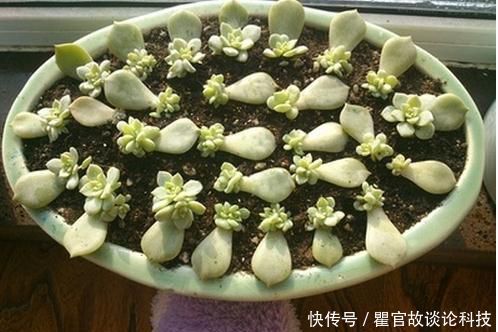 「发芽」新手养花选它,掉落的叶子都能生根发芽,1盆一年能变10盆!