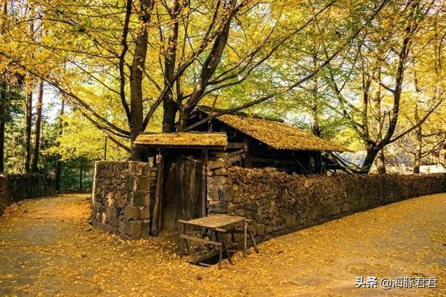 云南的秋天来了，这个小村又要开始搞“黄色”