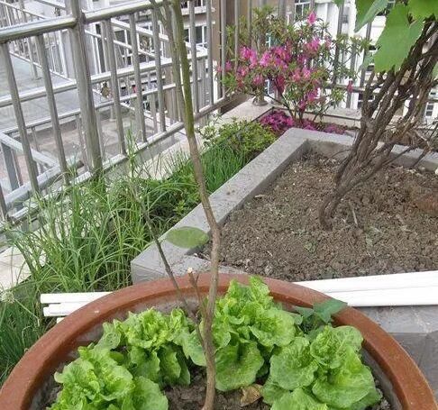 「种菜」在阳台花盆里种水果，果树下面种菜，收获好意外