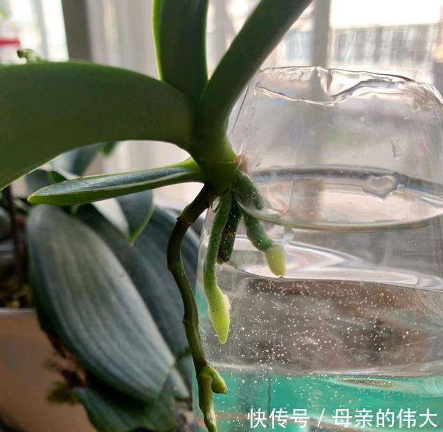  【怕水】蝴蝶兰根系怕水，烂根的蝴蝶兰水培发根快矛盾吗？2个保湿促根法