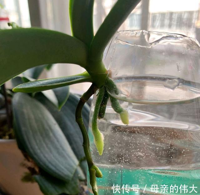 【怕水】蝴蝶兰根系怕水,烂根的蝴蝶兰水培发根快矛盾吗?2个保湿促根法