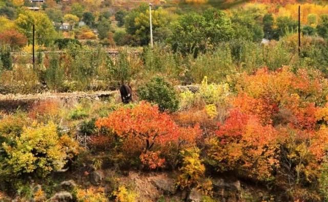 很多人还不知道，京西有个“百花山下第一村”，简直美的不行