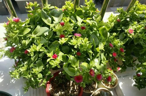  牡丹：美美的牡丹吊兰叶稀分枝少而且不开花？做到6点，叶茂开花快封盆