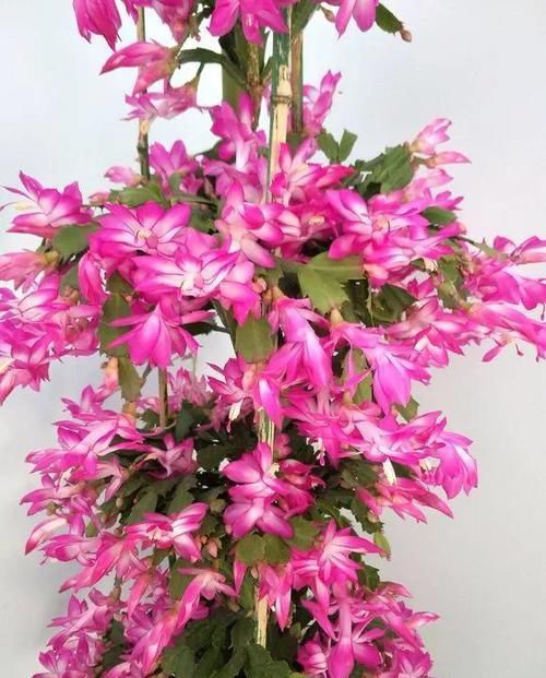  [漂亮]3种花，仙气十足开的旺，漂亮好养花期长，养1盆，让你爱也爱不完
