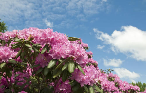 全球最珍贵的五种树,价值非凡,其中猴面包树是沙漠中的大水库