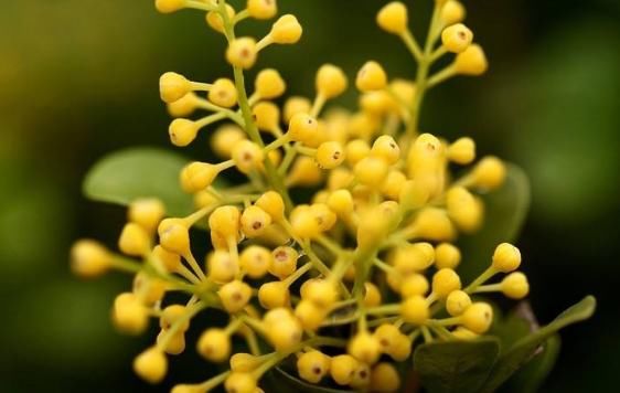【春天】“香气十足”的3种花,春天正好可以养,家里放1盆还能“驱蚊”!
