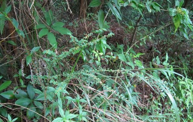  「植物」农村的这种野草,长满小珍珠价值很珍贵!你见过它吗?