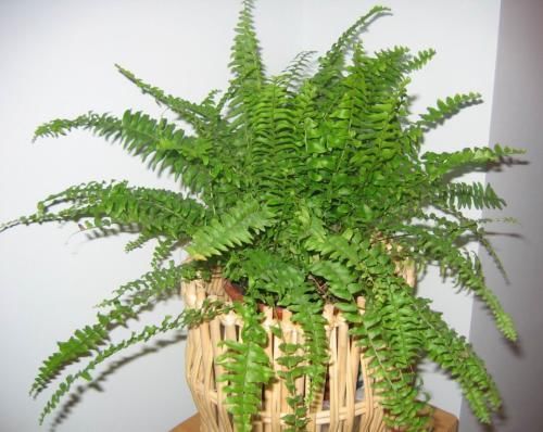  「种植物」波斯顿蕨和肾蕨的区别，肾蕨北方好活一些，不要选错了！