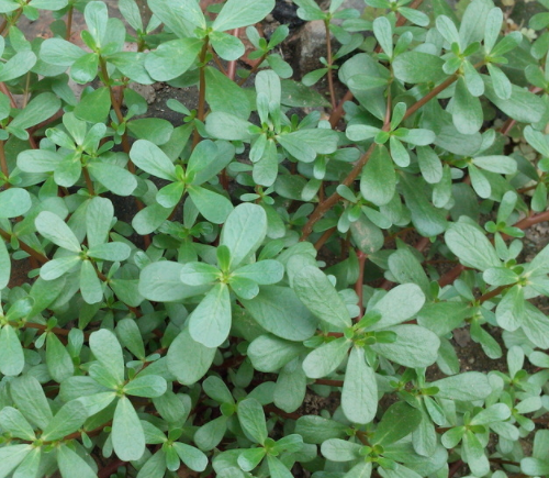 农村很常见的一种草，农民见了就锄掉，不料现在成了美味佳肴！