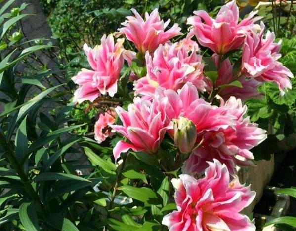  「老远」小姐姐在院里养了1种花，开花超漂亮，老远就闻到香，太赞
