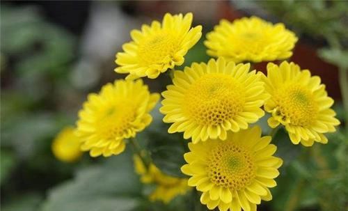  「栽培」美丽的鲜花装饰，世界四大切花，你知道是指哪些花吗？