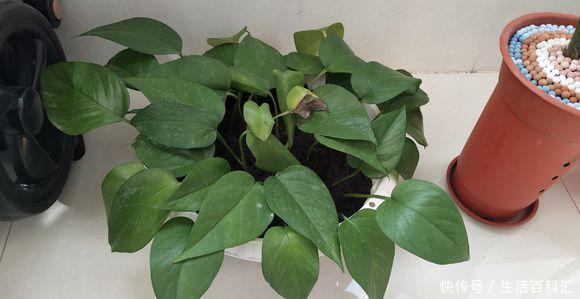 「绿萝」丢“2片药”给绿萝吃,30天长满花盆,叶片油亮,枝叶多!