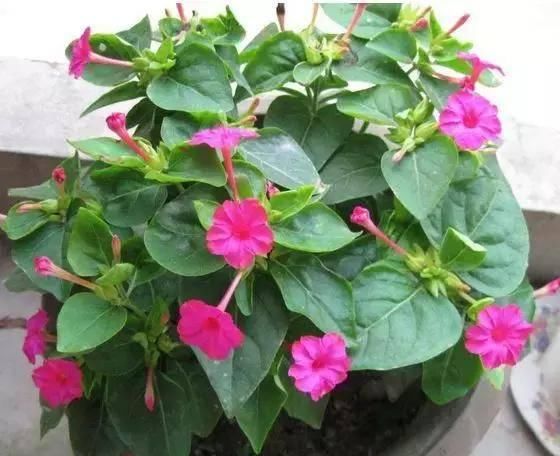  『开花』植物还能预报天气？自然界的神奇花卉植物！