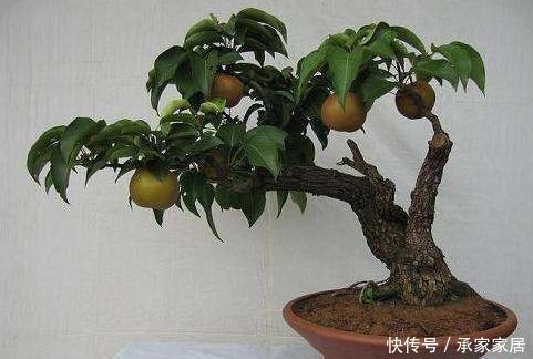  『梨树盆景』果林“白捡”1根梨树桩，养上3年大变样，开花美、坐果多，真是值