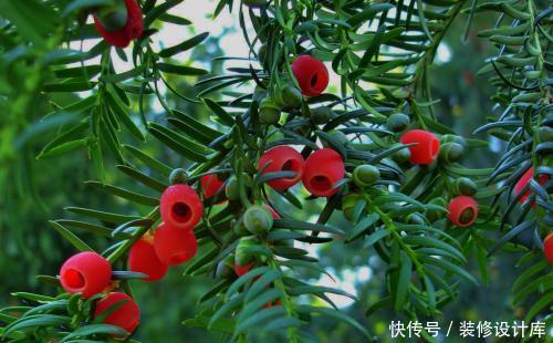  『清香木』3种带香味的树，家里养一棵，四季清香，人人见了都喜欢