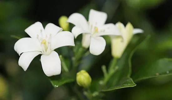 『品种』这些植物开出来的花朵有柠檬和橙子的清香,养阳台上就能开花了