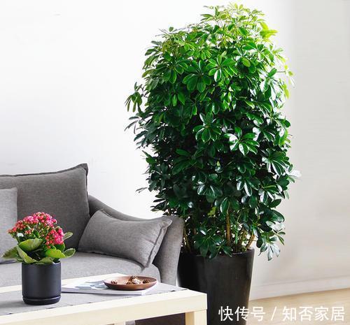 【家里】3种花养“家里”,吸毒气、制氧气,旺人又旺财,适合多养二三盆