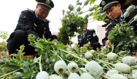  24小时@中国的国宝级农民，有武警24小时保护，只因种的东西危害