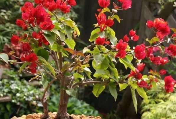  『如同』春天最适合养此花,价位便宜还好养,一旦开花如同花海瀑布般美丽