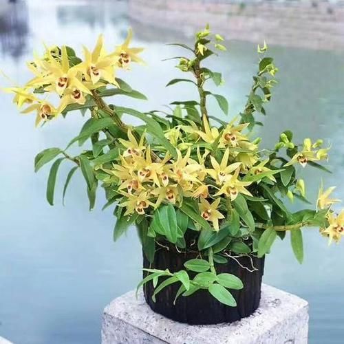  [石斛]盆栽石斛花，养护有技巧，开花一串串，花如瀑布，美似秀发