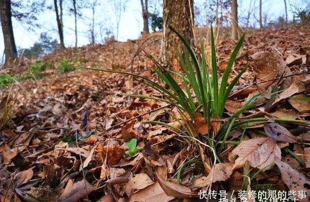  「下山」下山兰为什么刚发芽就死了？究竟是什么原因
