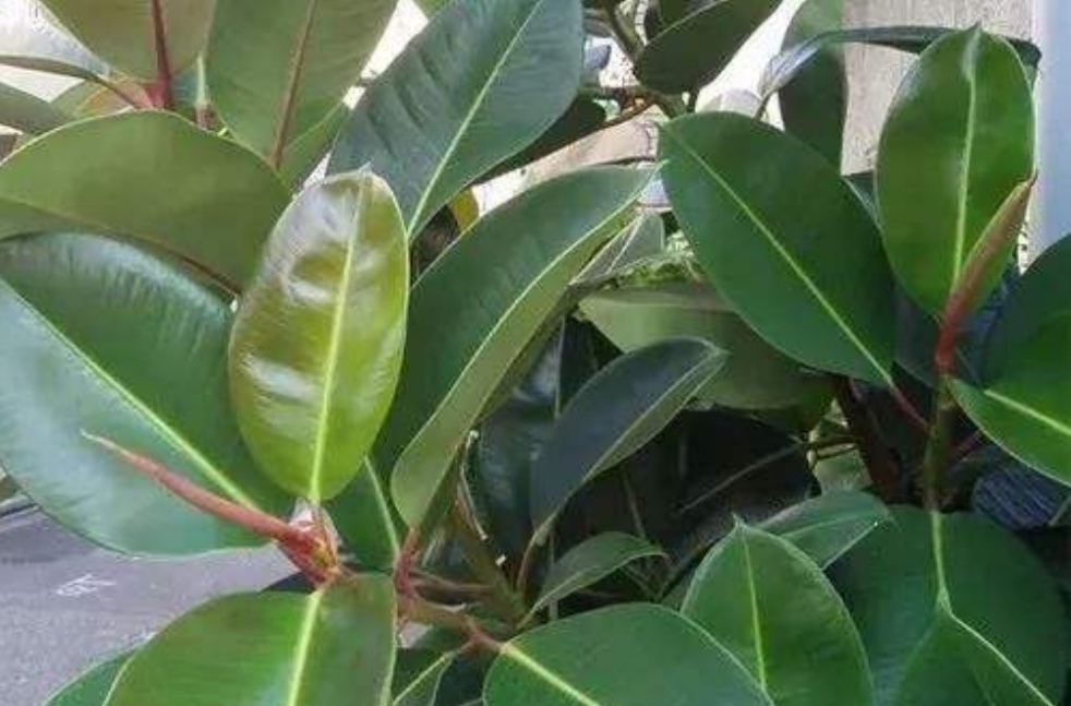 「修剪下来」家里养6种花,摘片叶子就能插活,学会了越养越多