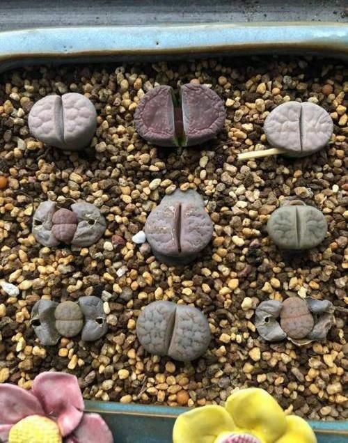  #石花#朋友养的生石花，60棵全扒死了，生石花“扒皮”，小心都扒死