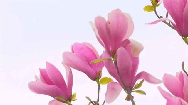  『樱花』美惨了！这是洪雅的春天