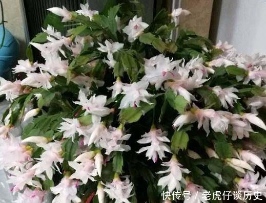  『系上的土壤』花店老板都嫌弃的花，白白送我，2个月后倒手卖100块