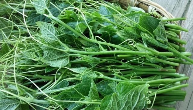  #谨记#请谨记它的“瓜苗”，家乡若有种植，别不当回事，因为太