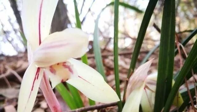  『护理』兰花在开花后的护理非常重要，不然当年可能不再复花