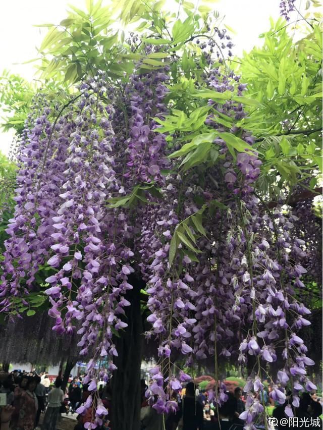 开出漂亮■阳春三月,出门踏青,原来有这么多漂亮花!