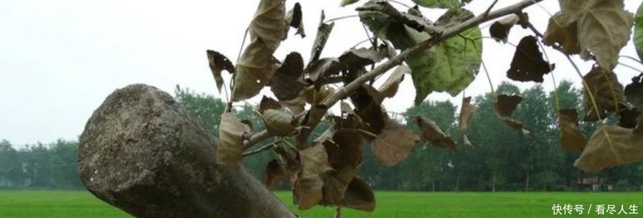  「农户」在农村，电力公司，通讯公司在农户承包地栽电杆，该收