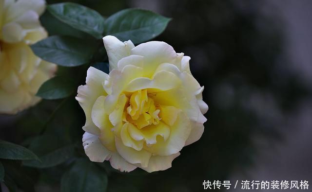  『花无』月季——只道花无十日红，此花无日不春风