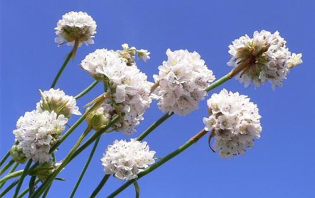  『海石竹浇水』美如桃花钗的海石竹,可以连续开花几个月,浇水要注意两个问题