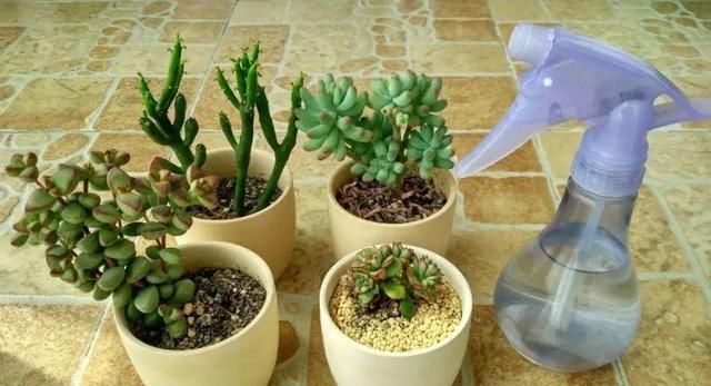 『家里』天气越来越热,家里的多肉植物记得要避暑