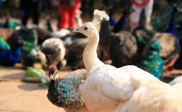 网友说：好想辞职到处去旅行！这算不算冲动？