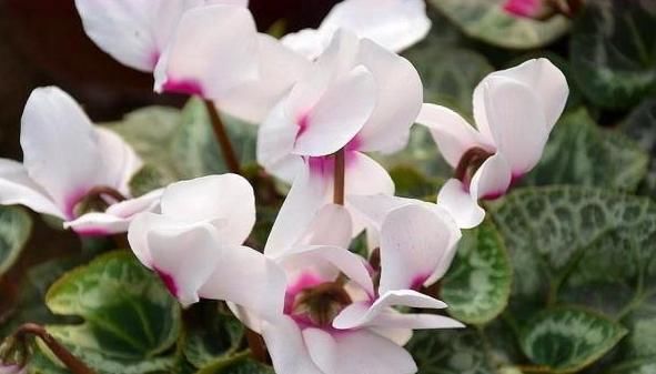  「花卉植物」养仙客来有“技巧”，做好这“4点”，花枝“蹿不停”，多开1季！