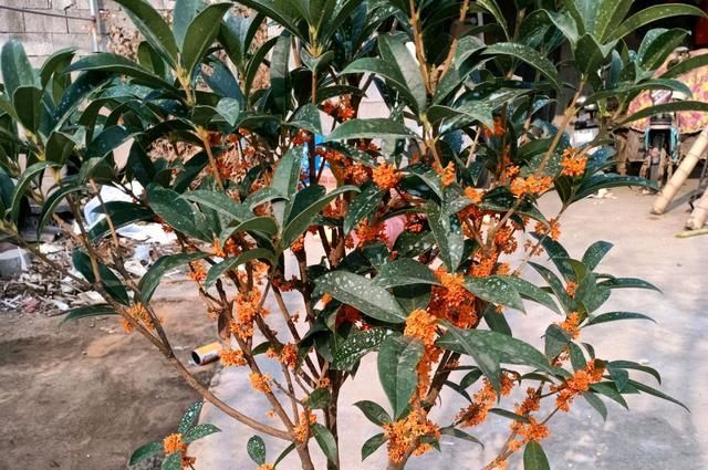  闷根■阳台上怎么养桂花?快掉光叶的桂花盆栽,做到3点,新芽使劲窜