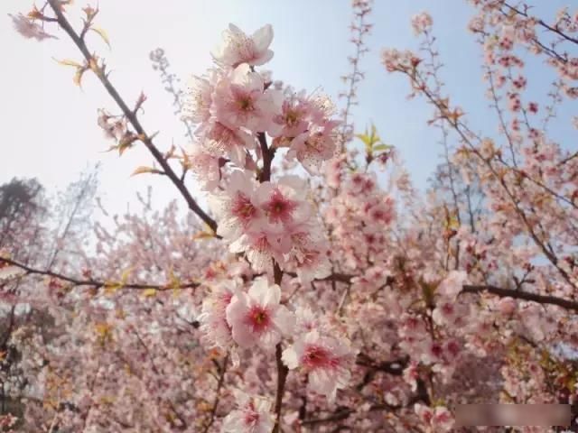  「樱花」中国这些花开成海的地方，美极了