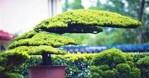  「出名」中国哪的盆景最出名？