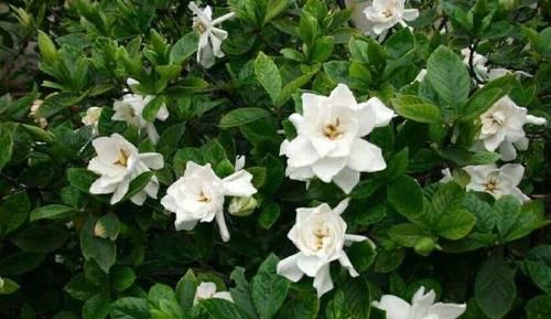  [栀子花]养栀子花,注意几点要领,花苞长不停,花开爆盆,不再黄叶掉叶!