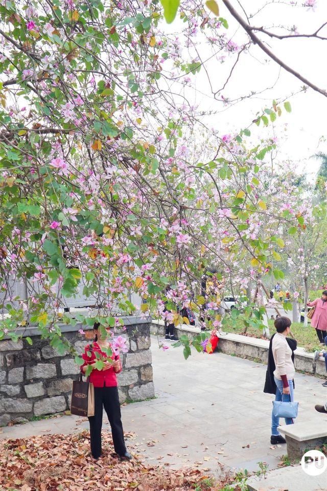 靓！佛山周边1500株樱花已盛开，最美的春天在这里~