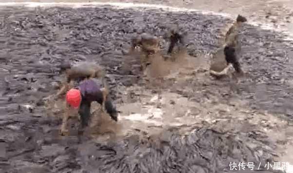农民把鱼塘抽干水后, 出现了非常惊人的一幕, 让人忍不住头皮发麻