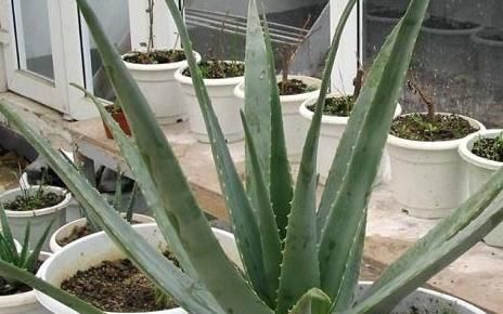  盆真|最养人的“2种植物”，既能吸甲醛，又能“乌发”，养1盆真值得！